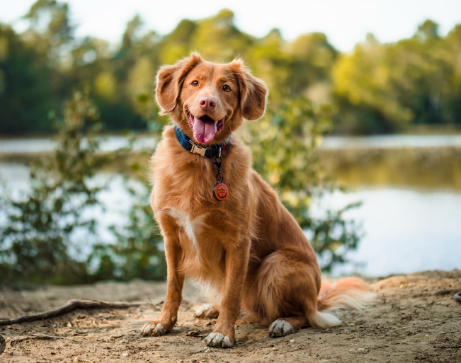Nova Scotia Duck Tolling Retriever Nova Scotia Duck Tolling Retriever