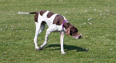 What Is The Most Expensive Hunting Dog?
