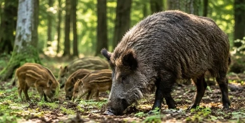 Kā lasīt savvaļas cūku kustības: izprast viņu ikdienas modeļus un uzvedību
